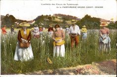 Vintage Postcard Gathering of the flowers of tuberose of Fatty Perfumery Bruno Court