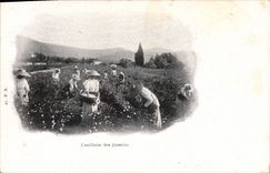 CPA Cueillette des jasmins 
