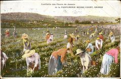 CPA Cueillette du jasmin de la Parfumerie Bruno Court Grasse 