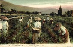 CPA Cueillette du jasmin Cote d'Azur 