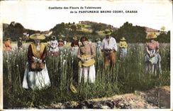 Vintage Postcard Gathering of the flowers of tuberoses Fatty Perfumery Bruno Court