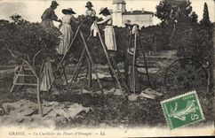 Vintage Postcard Fatty Gathering of the flowers of orange tree