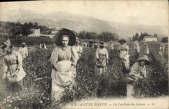 CPA Cueillette du jasmin Cote d'Azur 