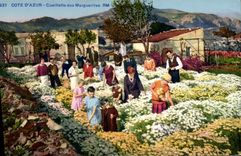 CPA Cueillette des marguerites Cote d'Azur 
