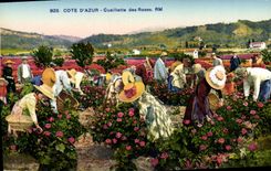 CPA Cueillette des roses Cote d'Azur 