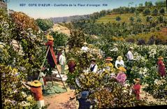 CPA Cueillette de la fleur d'oranger Cote d'Azur 