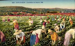 CPA Cueillette du jasmin Cote d'Azur 