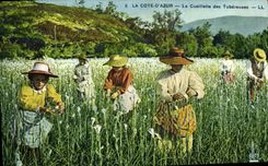 CPA Cueillette des Tubereuses Cote d'Azur 