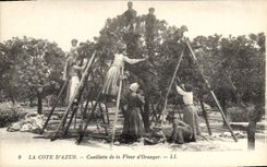 CPA Cueillette de la fleur d'oranger Cote d'Azur 
