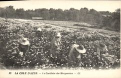 CPA Cueillette des marguerites Cote d'Azur 