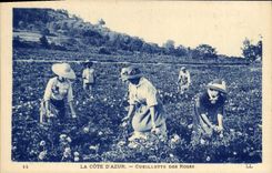 CPA Cueillette des roses Cote d'Azur 