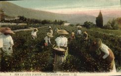 CPA Cueillette du jasmin Cote d'Azur 