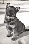 CPM Chien Chiens Ami fidele 