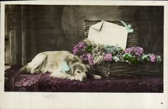 CPA Chien Chiens 
