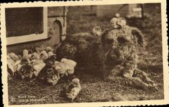 Vintage Postcard Dog Dogs Good friendly Chicks
