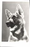 CPA Chien Chiens Berger allemand 
