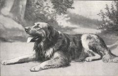CPA Chien Chiens 