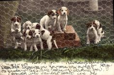 CPA Chien Chiens 
