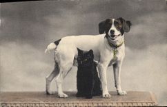 Vintage Postcard Dog Dogs Cat Kitten