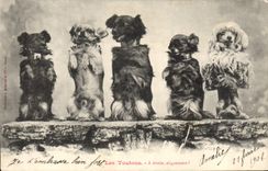 CPA Chien Chiens Les toutous 