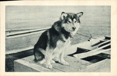 CPA Chien Chiens Spat le chien de tete de l'attelage de Mary's igloo Alaska Polaire 