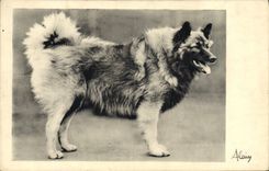 CPA Chien Chiens 