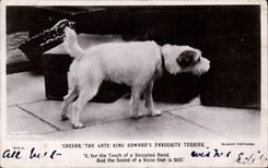 CPA Chien Chiens Caesar The late king Edward's favourite Terrier 
