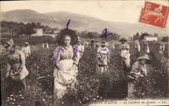 Vintage Postcard Dimensions Azure the Gathering of the jasmine