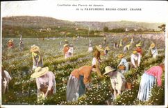 Vintage Postcard Fatty Gathering of the flowers of Jasmine Parfumeroie Bruno Court