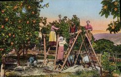 Vintage Postcard Cueillette Flowers of orange tree Dimensions Azure