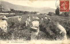 CPA Cueillette des Jasmins 