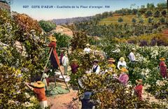 CPA Cote d'Azur Cueillette de la fleur d'oranger 