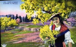 Vintage Postcard Dimensions Azure Gathering of the mimosa