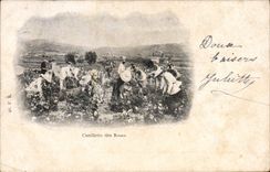 CPA Cueillette des roses 