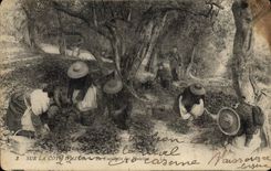 Vintage Postcard Dimensions Azure the gathering of the violets