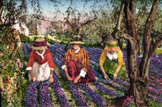 CPA Cote d'Azur Cueillette des violettes