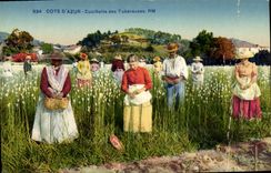 Vintage Postcard Dimensions Azure Gathering of the Tuberoses
