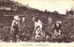 CPA Cote d'Azur Cueillette des roses 
