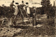 Vintage Postcard Dimensions Azure Gathering of the flowers of orange trees