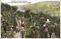Vintage Postcard Gathering of the flowers of orange trees Fatty Perfumery Bruno Court