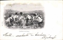 CPA Cueillette des roses 