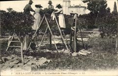 CPA Cueillette des fleurs d'orangers Cote d'Azur 