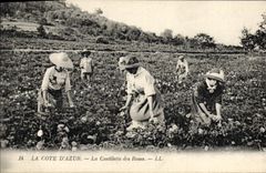 CPA Cote d'Azur La cueillette des roses 