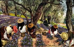 CPA Cote d'Azur La cueillette des violettes 