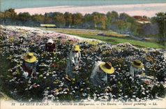 Vintage Postcard Dimensions Azure the gathering of the daisies
