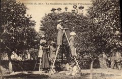 Vintage Postcard Vence the gathering of the flowers of orange trees