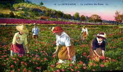 CPA Cote d'Azur La cueillette des roses 