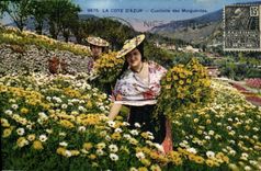 Vintage Postcard Dimensions Azure Gathering of the daisies