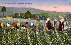 Vintage Postcard Dimensions Azure Gathering of the jasmine