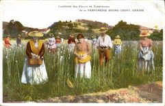 Vintage Postcard Gathering of the flowers of tuberoses of Fatty Perfumery Bruno Court